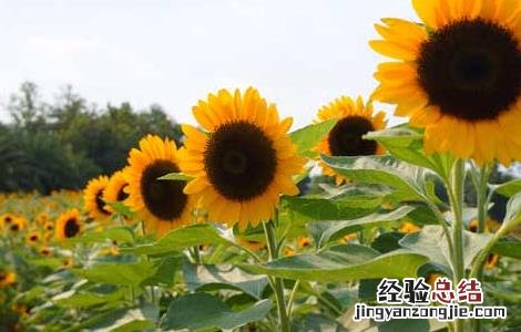向日葵什么时候播种最好 向日葵什么时候播种