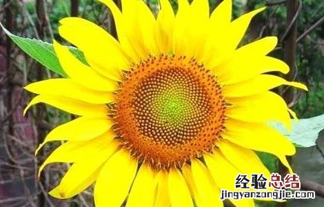 向日葵什么时候播种最好 向日葵什么时候播种
