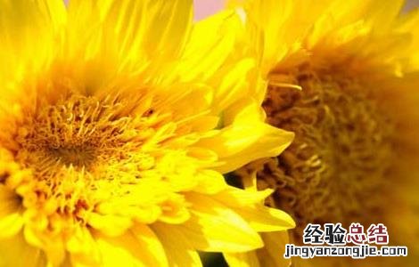 关于向日葵的唯美句子图片大全 关于向日葵的唯美句子