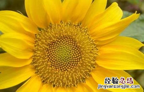 关于向日葵的唯美句子图片大全 关于向日葵的唯美句子