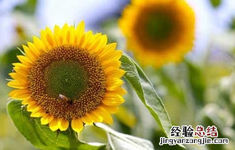 关于向日葵的唯美句子图片大全 关于向日葵的唯美句子