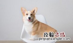 梦见大狼狗是什么意思有什么预兆 梦见大狼狗是什么意思