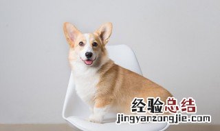 梦见大狼狗是什么意思有什么预兆 梦见大狼狗是什么意思