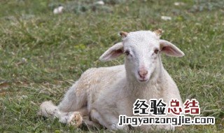 三个羊怎么读 三个羊的读法