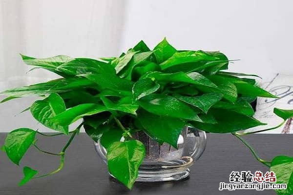 室内适合养殖的植物有哪些 适合室内种养的植物