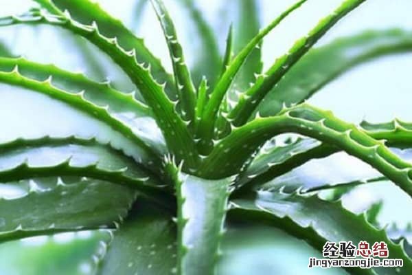什么植物可以吸收甲醛，对植物有什么影响吗