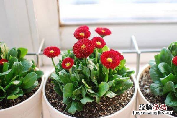 盆栽植物如何施肥,施肥注意事项视频 盆栽植物如何施肥,施肥注意事项