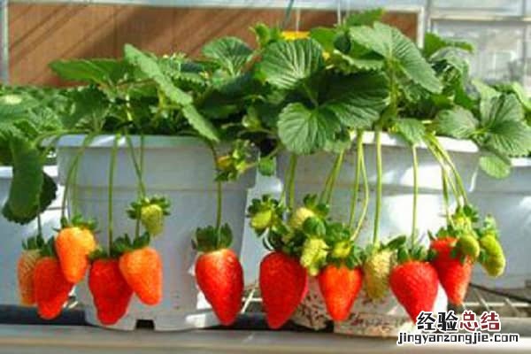 盆栽植物如何施肥,施肥注意事项视频 盆栽植物如何施肥,施肥注意事项