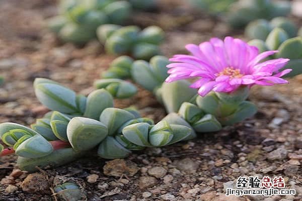 多肉叶插繁殖方法 多肉植物怎么繁殖叶插方法整理