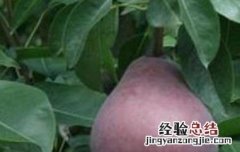 黑梨熬水的功效与作用 黑梨水什么功效和作用