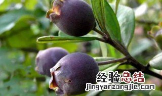 乌饭子的营养价值 乌饭子好吃吗