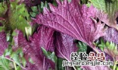 紫苏梗的药用价值 紫苏梗的营养价值