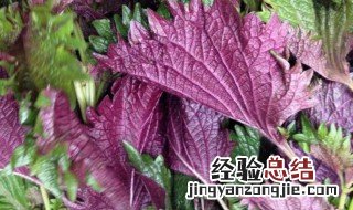 紫苏梗的药用价值 紫苏梗的营养价值