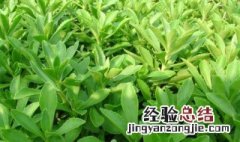 救心菜的营养价值 救心菜的药用价值