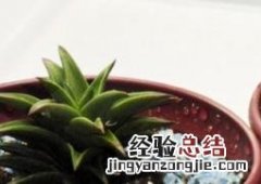 多肉修根后需要另换一盆吗 买回多肉植物咋换盆修根