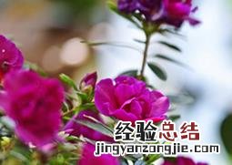 怎样让杜鹃在春节开花 怎样让杜鹃在春节开花呢