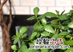 碧玉图片欣赏 碧玉图片
