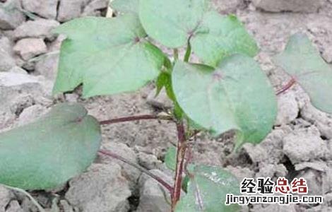 棉花苗期管理技术要点 棉花苗期管理技术