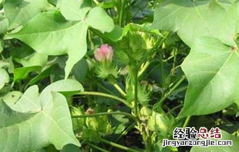 棉花苗期管理技术要点 棉花苗期管理技术