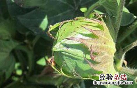 棉花苗期管理技术要点 棉花苗期管理技术