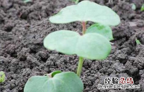 棉花苗期管理技术要点 棉花苗期管理技术