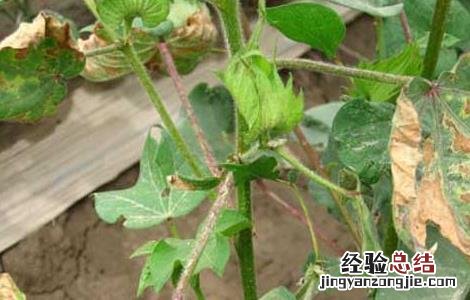 棉花苗期管理技术要点 棉花苗期管理技术