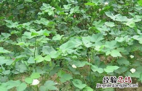棉花苗期管理技术要点 棉花苗期管理技术