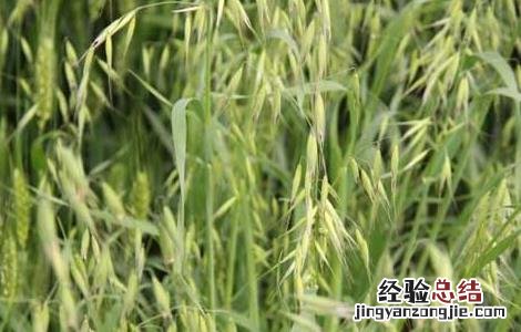 燕麦的种植时间 燕麦的种植时间和温度