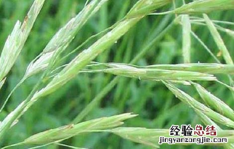 燕麦的种植时间 燕麦的种植时间和温度