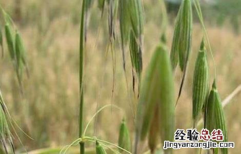 燕麦的种植时间 燕麦的种植时间和温度