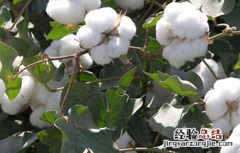 棉花的种植条件 棉花的种植条件 高中地理