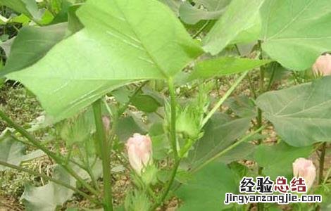 棉花的种植条件 棉花的种植条件 高中地理