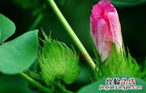 棉花的种植条件 棉花的种植条件 高中地理