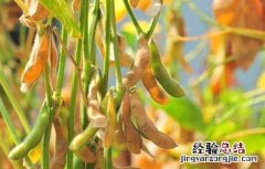 黄豆的种植技术和管理技术 黄豆的种植技术