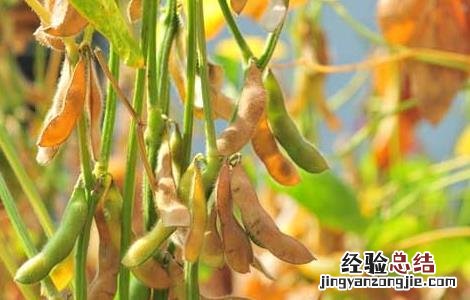 黄豆的种植技术和管理技术 黄豆的种植技术