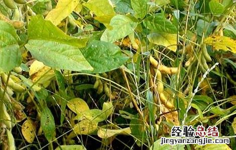黄豆的种植技术和管理技术 黄豆的种植技术