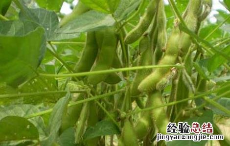 黄豆的种植技术和管理技术 黄豆的种植技术