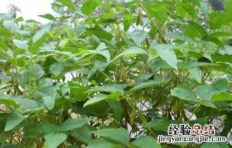 黄豆的种植技术和管理技术 黄豆的种植技术