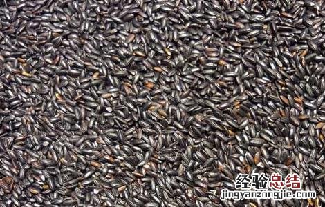 黑米里面是黑的吗能吃吗 黑米里面是黑的吗
