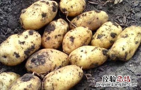 马铃薯发芽能吃吗 马铃薯发芽能吃吗图片