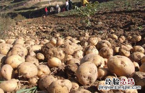 马铃薯产地在哪里 马铃薯的原产地是哪个国家的地区