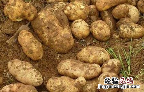 马铃薯产地在哪里 马铃薯的原产地是哪个国家的地区