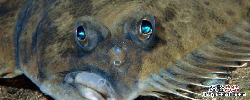 一面白一面黑的扁鱼是什么鱼怎么吃 一面白一面黑的扁鱼是什么鱼