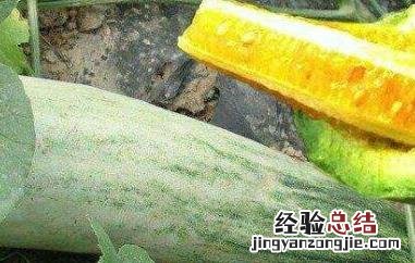 如何食用羊角蜜 羊角蜜怎么食用
