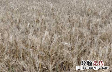 麦子什么时候成熟 橘子什么时候成熟季节