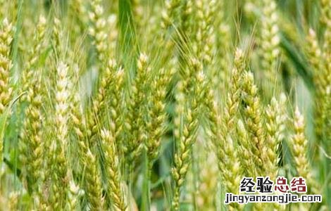 麦子什么时候成熟 橘子什么时候成熟季节