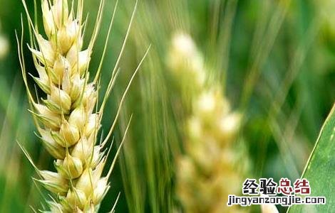 麦子什么时候成熟 橘子什么时候成熟季节