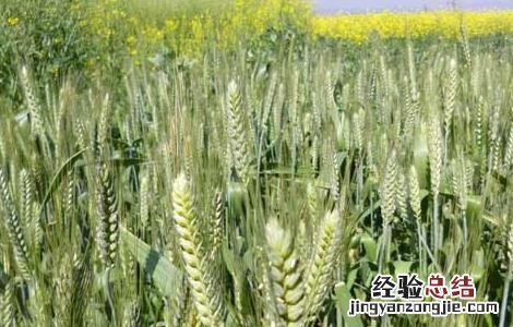 麦子什么时候成熟 橘子什么时候成熟季节