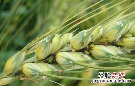 麦子什么时候成熟 橘子什么时候成熟季节