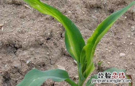 玉米蓟马怎么防治 玉米蓟马的防治方法